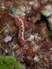Hypselodoris maculosa