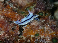 Chromodoris lochi