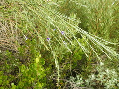 Psoralea filifolia