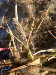 Sporobolus alopecuroides