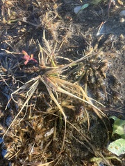 Sporobolus alopecuroides