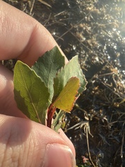 Populus × acuminata