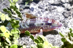 Parupeneus barberinus