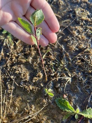 Populus × acuminata