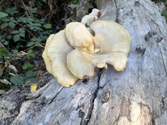Pleurotus populinus