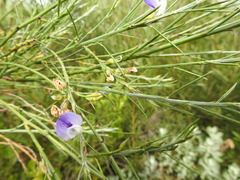 Psoralea filifolia