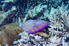 Fungia fungites