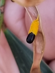 Acacia salicina