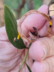 Acacia salicina