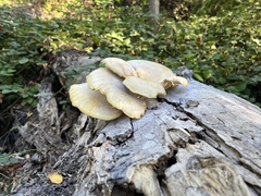 Pleurotus populinus