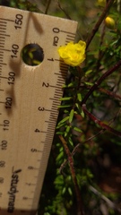 Hibbertia intermedia