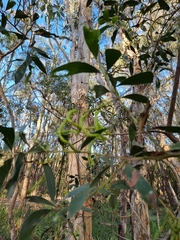 Acacia salicina