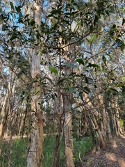 Acacia salicina