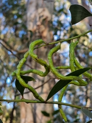 Acacia salicina