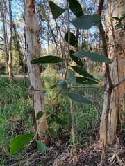 Acacia salicina