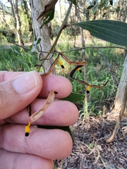 Acacia salicina