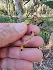 Acacia salicina