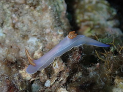 Hypselodoris bullockii