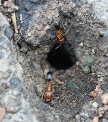 Dorymyrmex bicolor