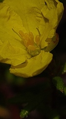 Hibbertia intermedia