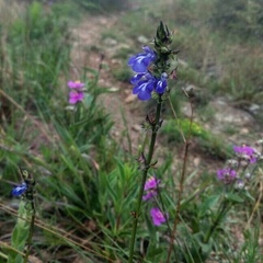 Salvia prunelloides