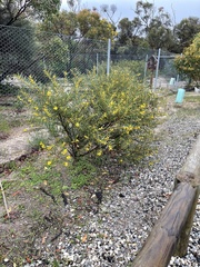 Acacia cupularis
