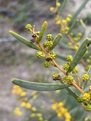 Acacia cupularis