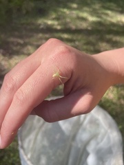 Cetratus rubropunctatus