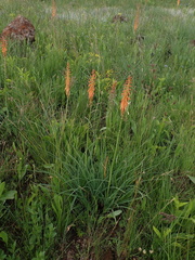 Kniphofia laxiflora