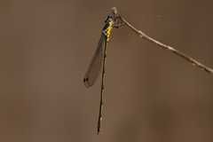 Synlestes selysi