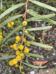 Acacia cupularis