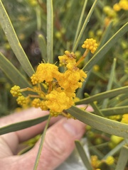 Acacia cupularis