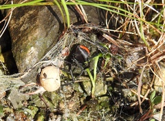 Latrodectus hasselti