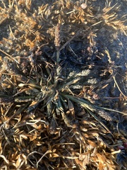 Sporobolus alopecuroides