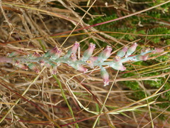 Lachenalia perryae