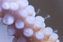 Zanclea