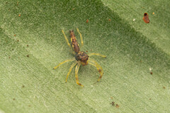 Indopadilla vimedaba