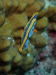 Chromodoris elisabethina