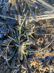 Sporobolus alopecuroides