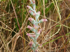 Lachenalia perryae
