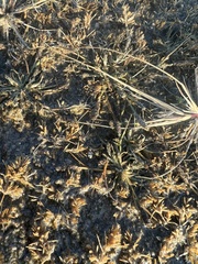 Sporobolus alopecuroides