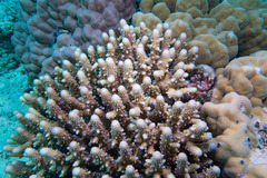 Zanclea