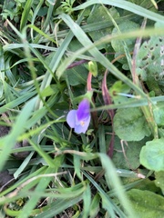 Mazus fauriei