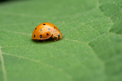 Coccinellidae