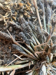 Sporobolus alopecuroides