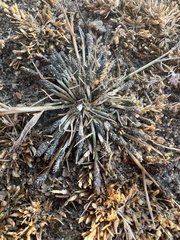 Sporobolus alopecuroides