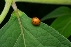 Coccinellidae