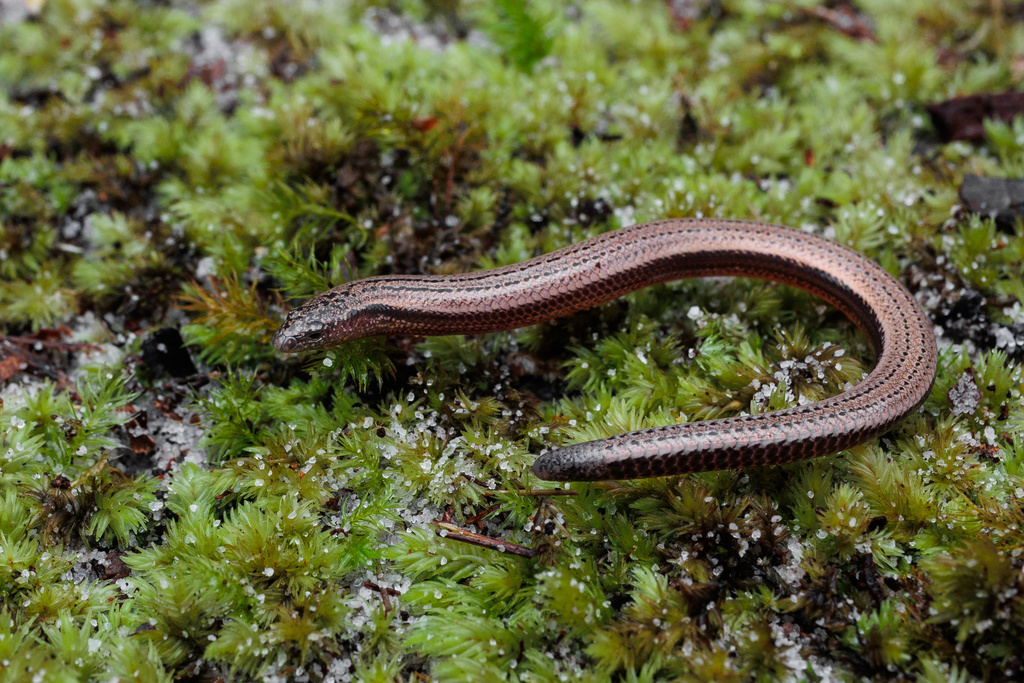 Cooloola Snake-Skink