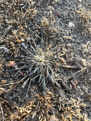 Sporobolus alopecuroides