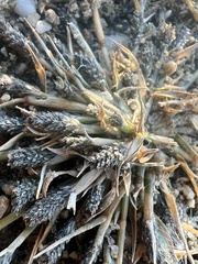 Sporobolus alopecuroides